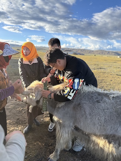 我公司智慧牧业项目自主研发硬件穿戴设备在3500m高原测试成功